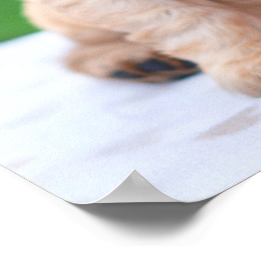 Coker Spaniel Puppy Poster (Ecke)