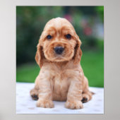 Coker Spaniel Puppy Poster (Vorne)