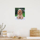 Coker Spaniel Puppy Poster (Küche)