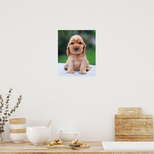 Coker Spaniel Puppy Poster (Küche)