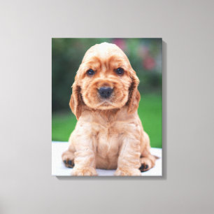 Coker Spaniel Welpe Leinwanddruck