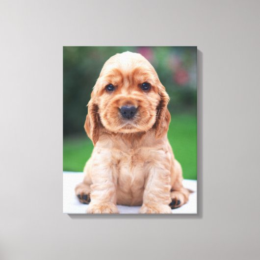 Coker Spaniel Welpe Leinwanddruck (Vorderseite)