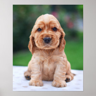 Coker Spaniel-Welpe Poster