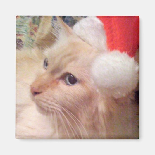 Cokie the Cat Christmas Magnet (Vorne)