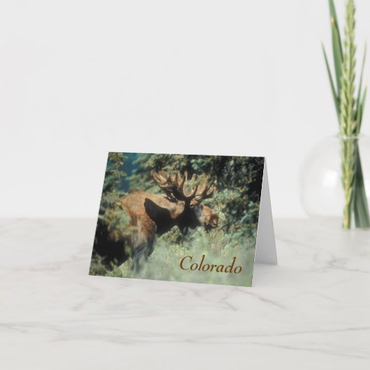 colado bull moose Note Card Feiertagskarte (Vorderseite)