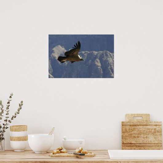 Colca Canyon Condor Poster (Küche)