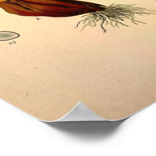 Colchicum Autumnale, bekannt als Herbst Crocus Poster (Ecke)