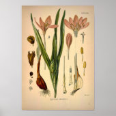 Colchicum Autumnale, bekannt als Herbst Crocus Poster (Vorne)