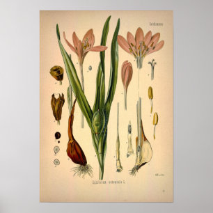 Colchicum Autumnale bekannt als Herbst-Krokus Poster