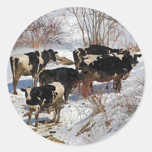 Cold Cows Sticker (Vorderseite)
