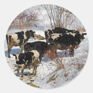 Cold Cows Sticker