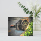 Cold Kitty Cat Postkarte (Stehend Vorderseite)