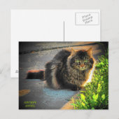 Cold Kitty Cat Postkarte (Vorne/Hinten)
