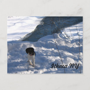 Cold Puppy Postkarte