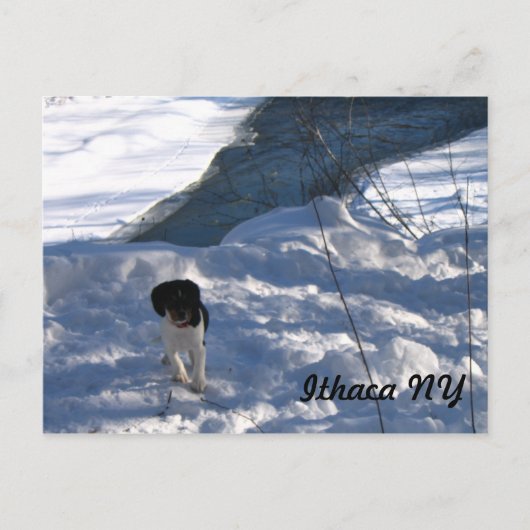 Cold Puppy Postkarte (Vorderseite)