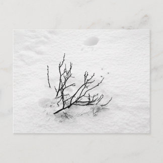 Cold Tree Postkarte