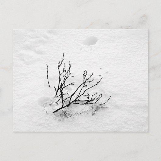 Cold Tree Postkarte (Vorderseite)