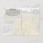 Coldwater Spring Park, Mississippi National River Postkarte (Rückseite)