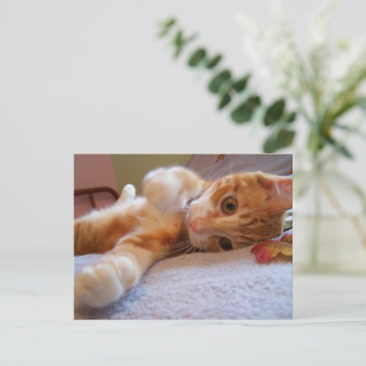 Cole ist alberne Postkarte (Stehend Vorderseite)