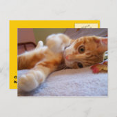 Cole ist alberne Postkarte (Vorne/Hinten)