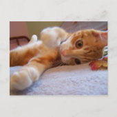 Cole ist alberne Postkarte (Vorderseite)