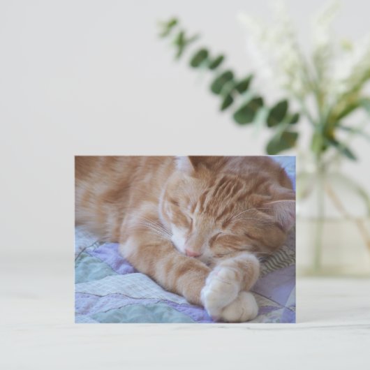 Cole Postkarte (Stehend Vorderseite)