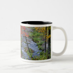 Coles Creek gesäumt von Herbst-Ahornbäumen in der Zweifarbige Tasse