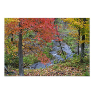 Coles Creek, gesäumt von herbstlichen Ahornbäumen  Fotodruck