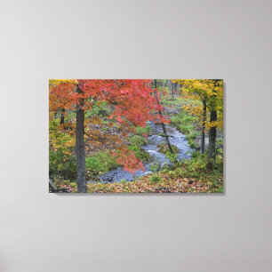 Coles Creme gesäumt von Herbstapfelbäumen in der Leinwanddruck