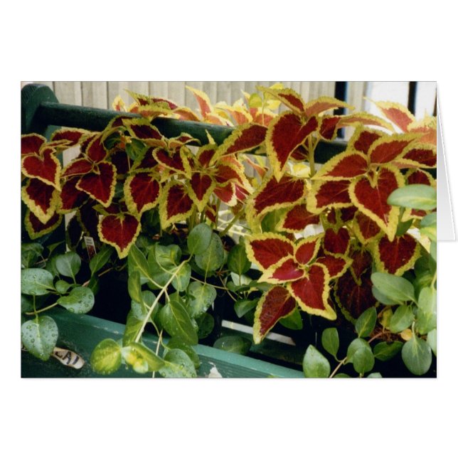 Coleus (Vorderseite (Horizontal))