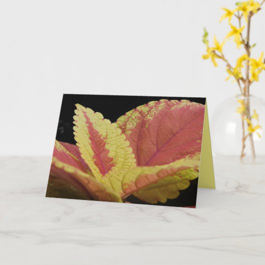 Coleus Blätter Karte (Gelbe Blume)