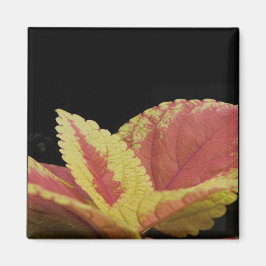 Coleus Blätter Magnet