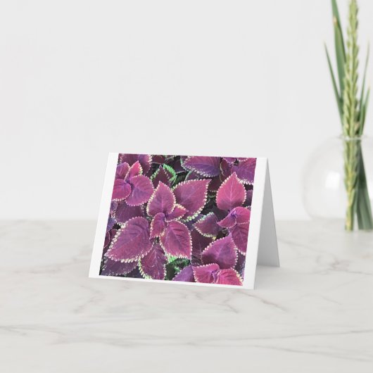 Coleus Card Karte (Vorderseite)
