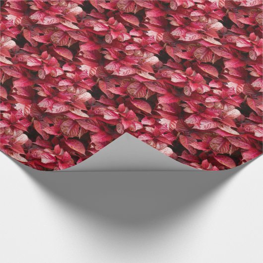 Coleus Geschenkpapier (Ecke)