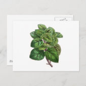 Coleus Gibsonii Postkarte (Vorne/Hinten)