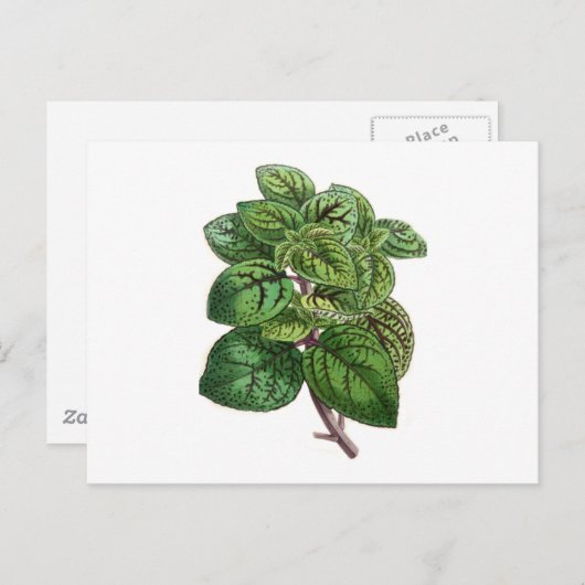 Coleus Gibsonii Postkarte (Vorne/Hinten)