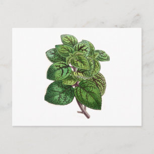 Coleus Gibsonii Postkarte