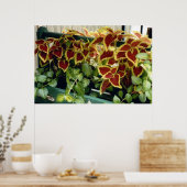 Coleus in Bloom Poster (Küche)