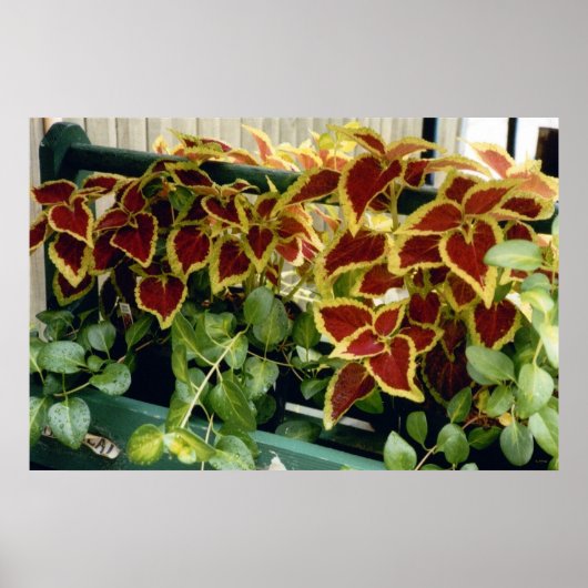 Coleus in Bloom Poster (Vorne)