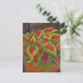 Coleus in Terracotta Postkarte (Stehend Vorderseite)