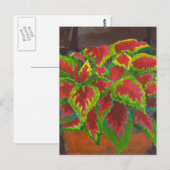 Coleus in Terracotta Postkarte (Vorne/Hinten)