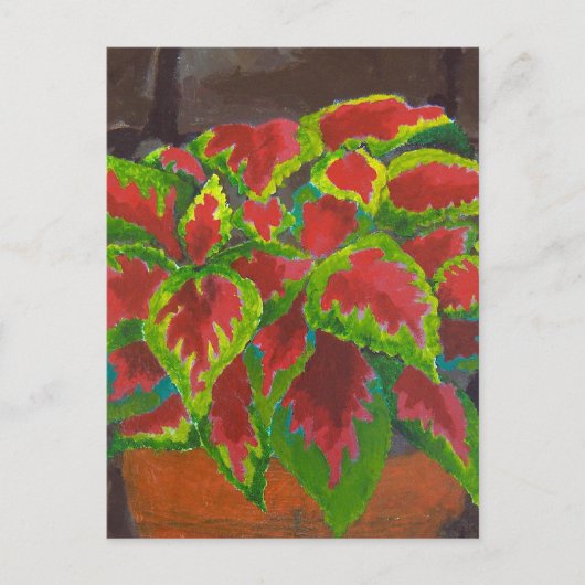 Coleus in Terracotta Postkarte (Vorderseite)