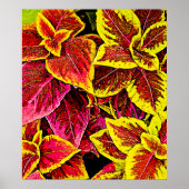Coleus Leaf Burst Design Poster (Vorne)
