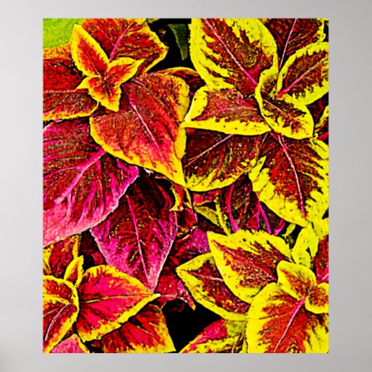 Coleus Leaf Burst Design Poster (Vorne)