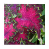 Coleus Macro Fliese (Vorderseite)