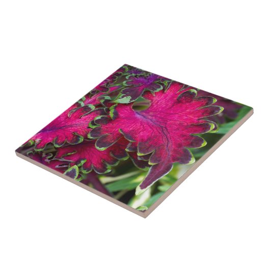 Coleus Macro Fliese (Seite)