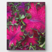 Coleus Macro Fotoplatte (Vorderseite)