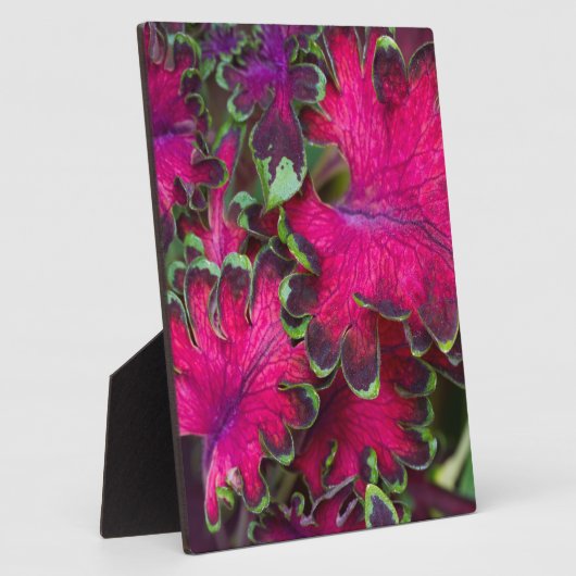 Coleus Macro Fotoplatte (Seite)