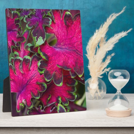 Coleus Macro Fotoplatte (Seite)