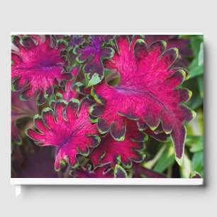 Coleus Macro Gästebuch